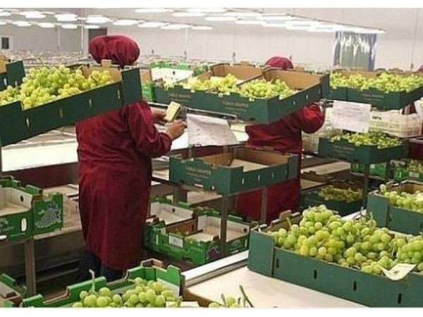 Empaque de uva en cajas de cartón